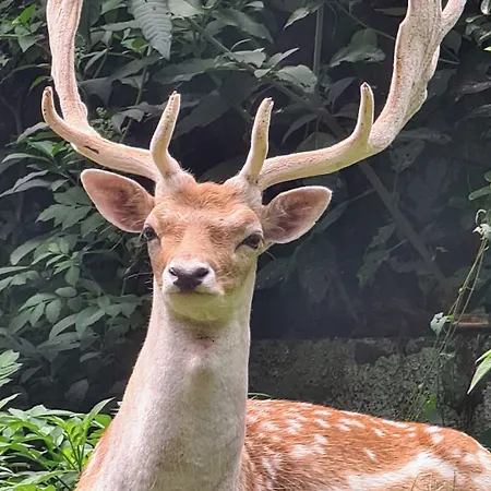 Polonezkoey Country Club & In The Wildlife Park! 3*