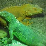 Polonezkoey Country Club & In The Wildlife Park! 3*