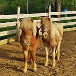 Polonezkoey Country Club & In The Wildlife Park! Station touristique 3*