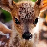 Resort Polonezkoey Country Club & In The Wildlife Park!