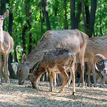Polonezkoey Country Club & In The Wildlife Park!