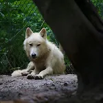 Polonezkoey Country Club & In The Wildlife Park!