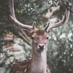 Polonezkoey Country Club & In The Wildlife Park! Station touristique Istambul