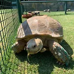 Resort Polonezkoey Country Club & In The Wildlife Park! Istanbul