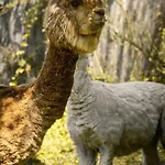 Polonezkoey Country Club & In The Wildlife Park! Station touristique 3*