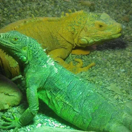 Polonezkoey Country Club & In The Wildlife Park! 3*