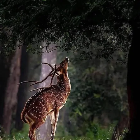 Resort Polonezkoey Country Club & In The Wildlife Park! İstanbul