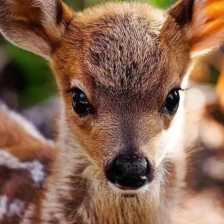 リゾート Polonezkoey Country Club & In The Wildlife Park!