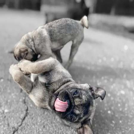 Polonezkoey Country Club & In The Wildlife Park! 3* イスタンブール