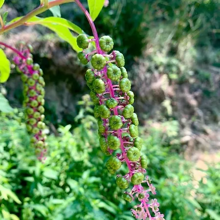 Polonezkoey Country Club & In The Wildlife Park! リゾート イスタンブール