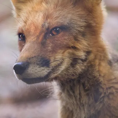 Polonezkoey Country Club & In The Wildlife Park! イスタンブール