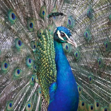 リゾート Polonezkoey Country Club & In The Wildlife Park! 3*