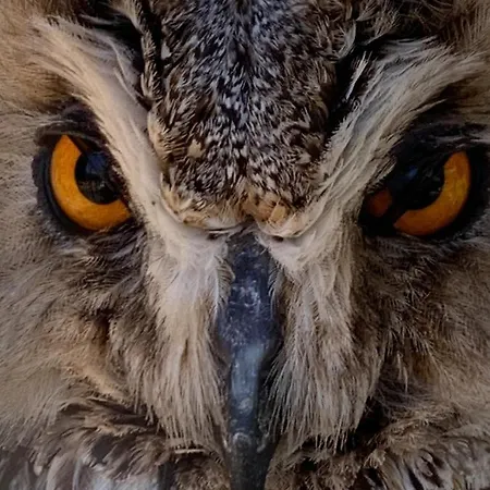 Polonezkoey Country Club & In The Wildlife Park! リゾート