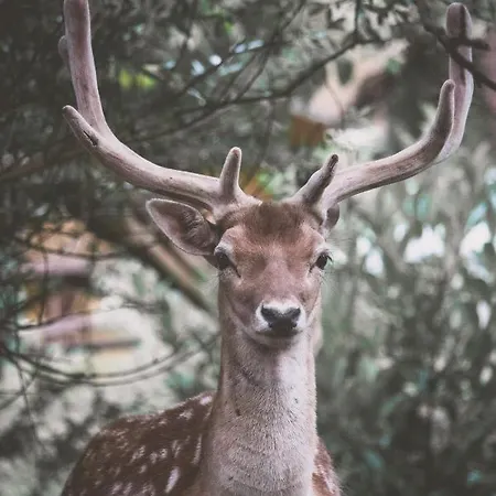 Polonezkoey Country Club & In The Wildlife Park! Semesteranläggning (resort) Istanbul