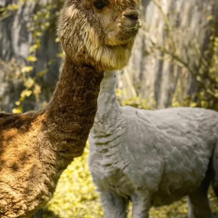 Polonezkoey Country Club & In The Wildlife Park! リゾート 3*