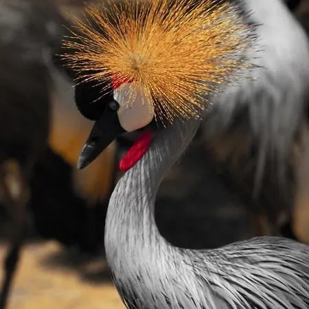 リゾート Polonezkoey Country Club & In The Wildlife Park! 3*