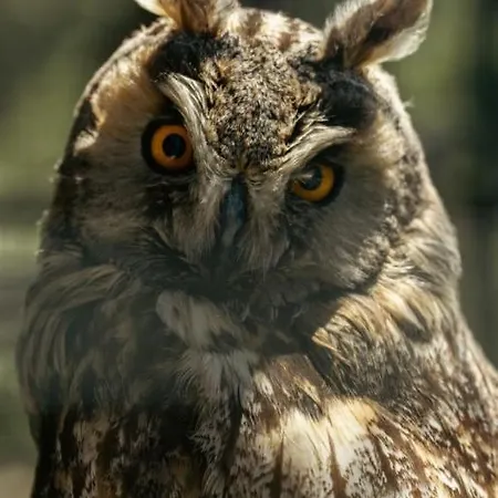 Polonezkoey Country Club & In The Wildlife Park! イスタンブール