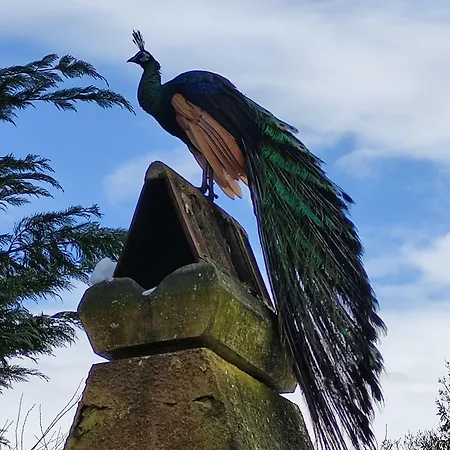 Polonezkoey Country Club & In The Wildlife Park! 3* イスタンブール