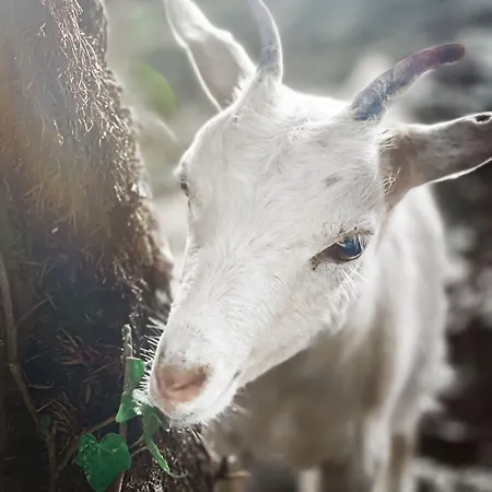 Polonezkoey Country Club & In The Wildlife Park! 3*