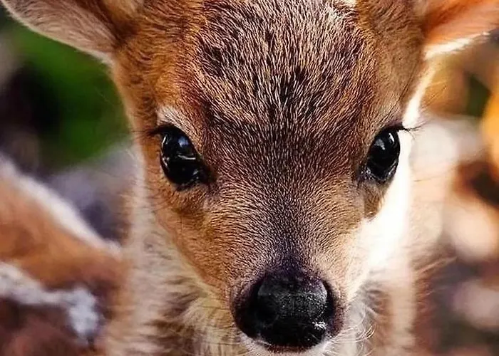 Курортный комплекс Polonezkoey Country Club & In The Wildlife Park!