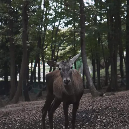 Polonezkoey Country Club & In The Wildlife Park! Üdülőközpont 3*