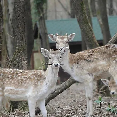 Polonezkoey Country Club & In The Wildlife Park! Стамбул